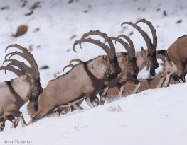 ارتفاع 4000 متری در سرمای زیر صفر درجه، ارتفاعات رشته کوه های البرز/ مازندارن