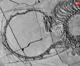 فسیل «اژدهای چینی» 5 متری با قدمت 240 میلیون سال در چین کشف شد 